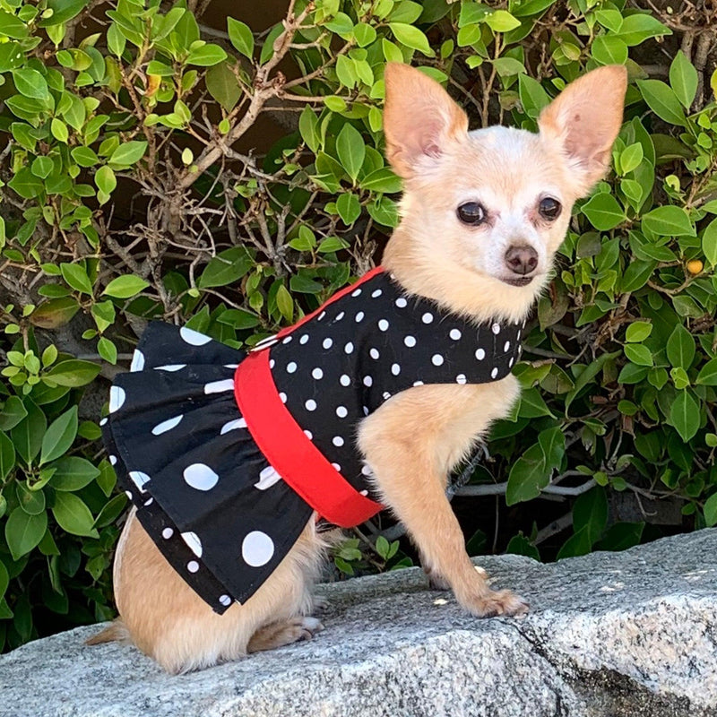 Black Polka Dot Ruffled Dog Vest Harness - SpoiledDogDesigns.com