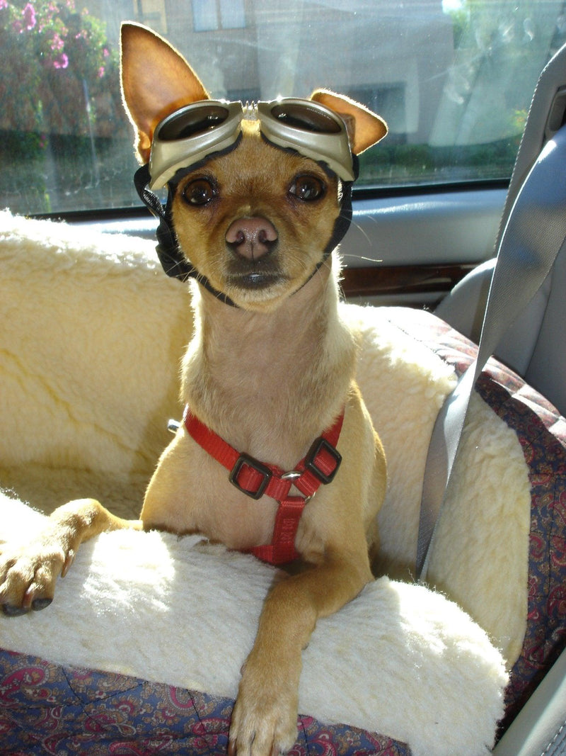 On the Road Again….Pet Travel Tips - SpoiledDogDesigns.com