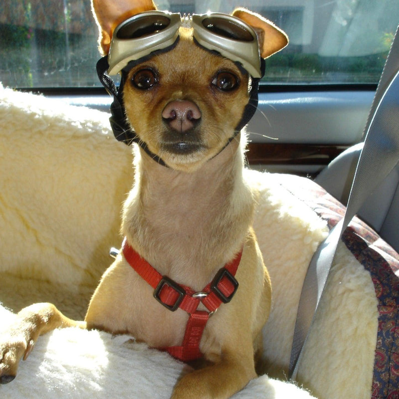 Ten Tips To Train Your Dog To Wear Sunglasses - SpoiledDogDesigns.com