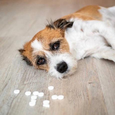 What to do if your dog gets poisoned. - SpoiledDogDesigns.com