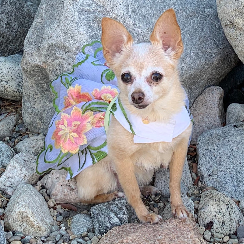 embroidered flower dog harness dress
