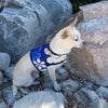 Hawaiian Mesh Dog Vest Harness - SpoiledDogDesigns.com