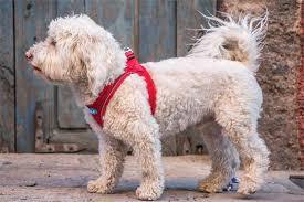 Step In Air Mesh Dog Harnesses by Plush, 15 Colors, Size 3XS - M - SpoiledDogDesigns.com