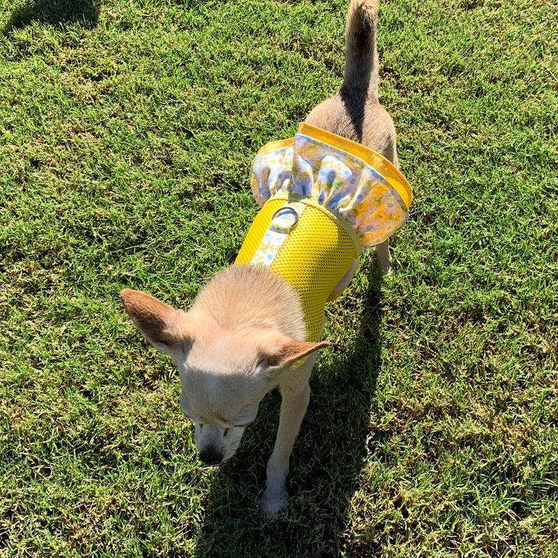 Yellow Air Mesh Ruffled Dog Vest Harness - SpoiledDogDesigns.com