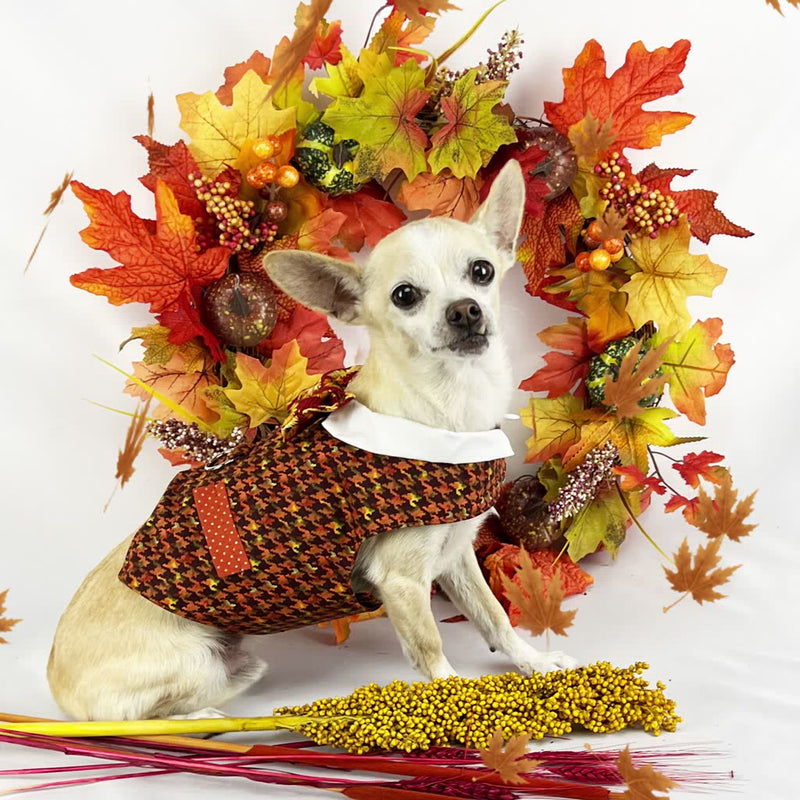 Thanksgiving Boy dog vest with built in harness and  Fall leaves falling all over. spoileddogdesigns.com